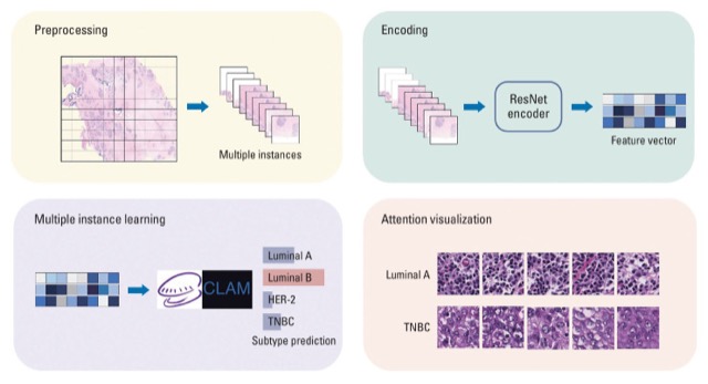 Study design for weakly supervised molecular classification of breast cancer slides