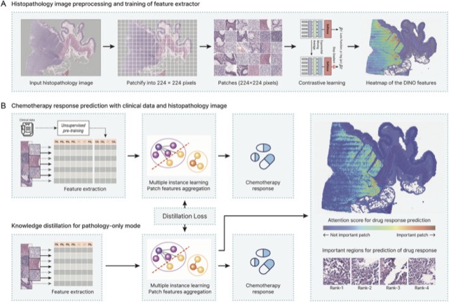 Workflow for predicting immunochemotherapy response from histopathology images