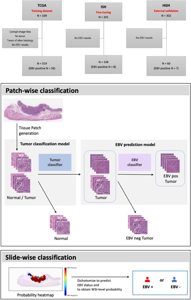Overview of the EBVNet training, fine-tuning, and external validation workflow